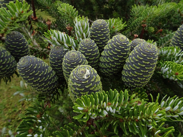 Пихта корейская - Abies koreana