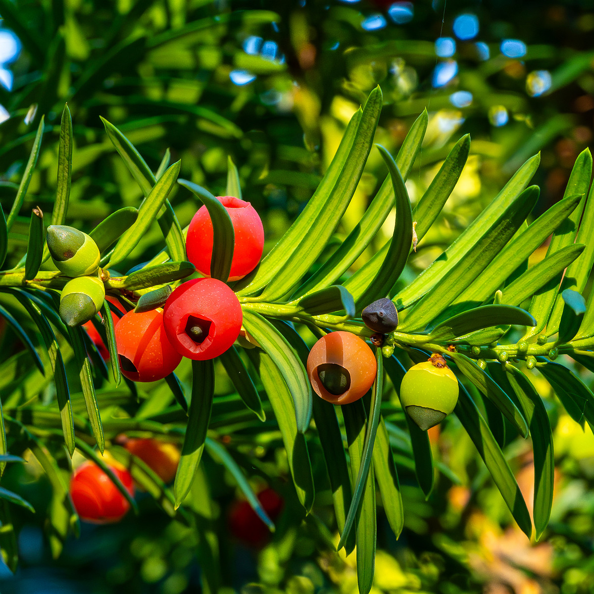 0japanese_garden_tallinn_kadriorg_hedge-2