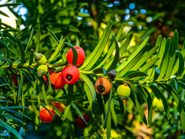 Тисовые - Taxaceae Taxaceae, commonly called the yew family, is a coniferous family which includes seven genera and about 30 species of...