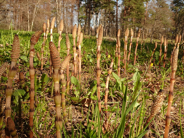 Хвощ большой - Equisetum telmateia