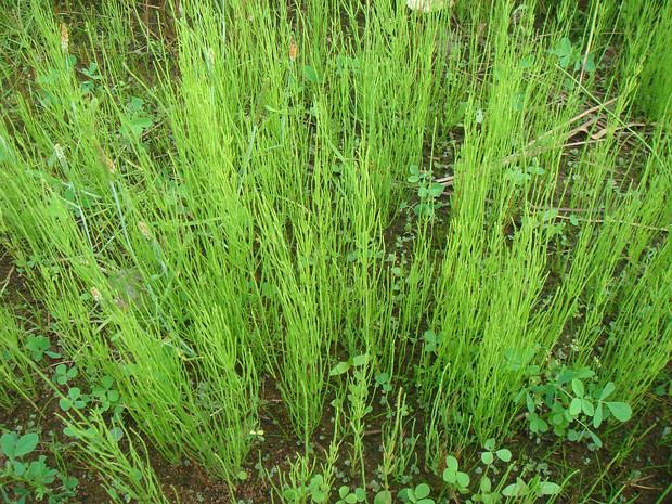 Хвощ ветвистый - Equisetum ramosissimum