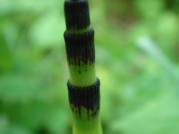 Хвощ зимующий мощный - Equisetum hyemale var. robustum