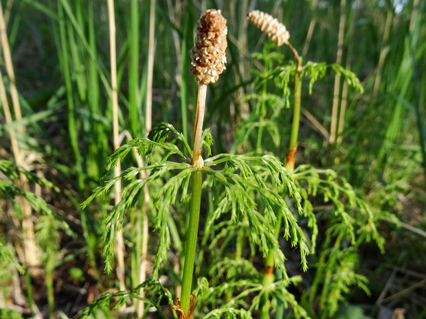 Хвощ луговой - Equisetum pratense