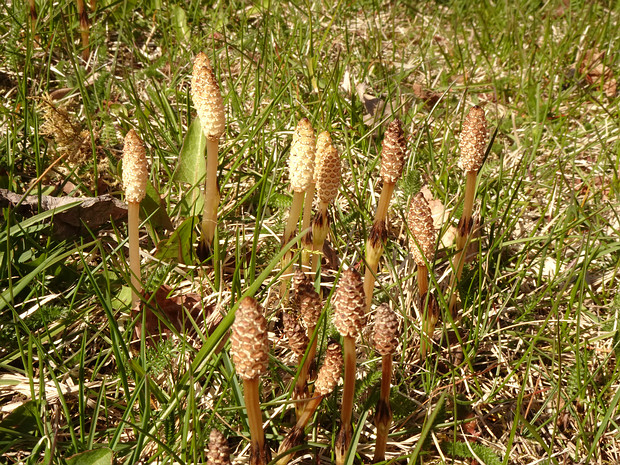 Хвощ полевой - Equisetum arvense