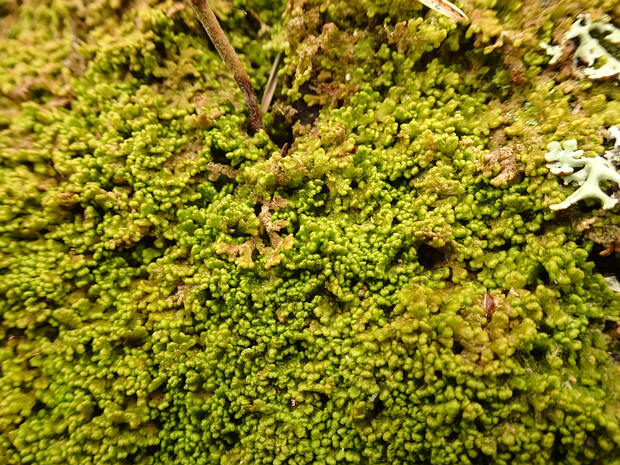 Радуловые - Radulaceae Radula is a genus of liverwort, and is the only genus in family Radulaceae.It is a leafy liverwort. The appearance of...